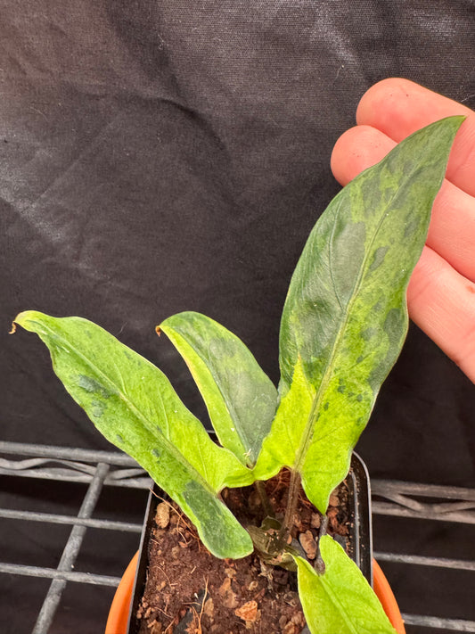 Alocasia Lauterbachiana Variegated