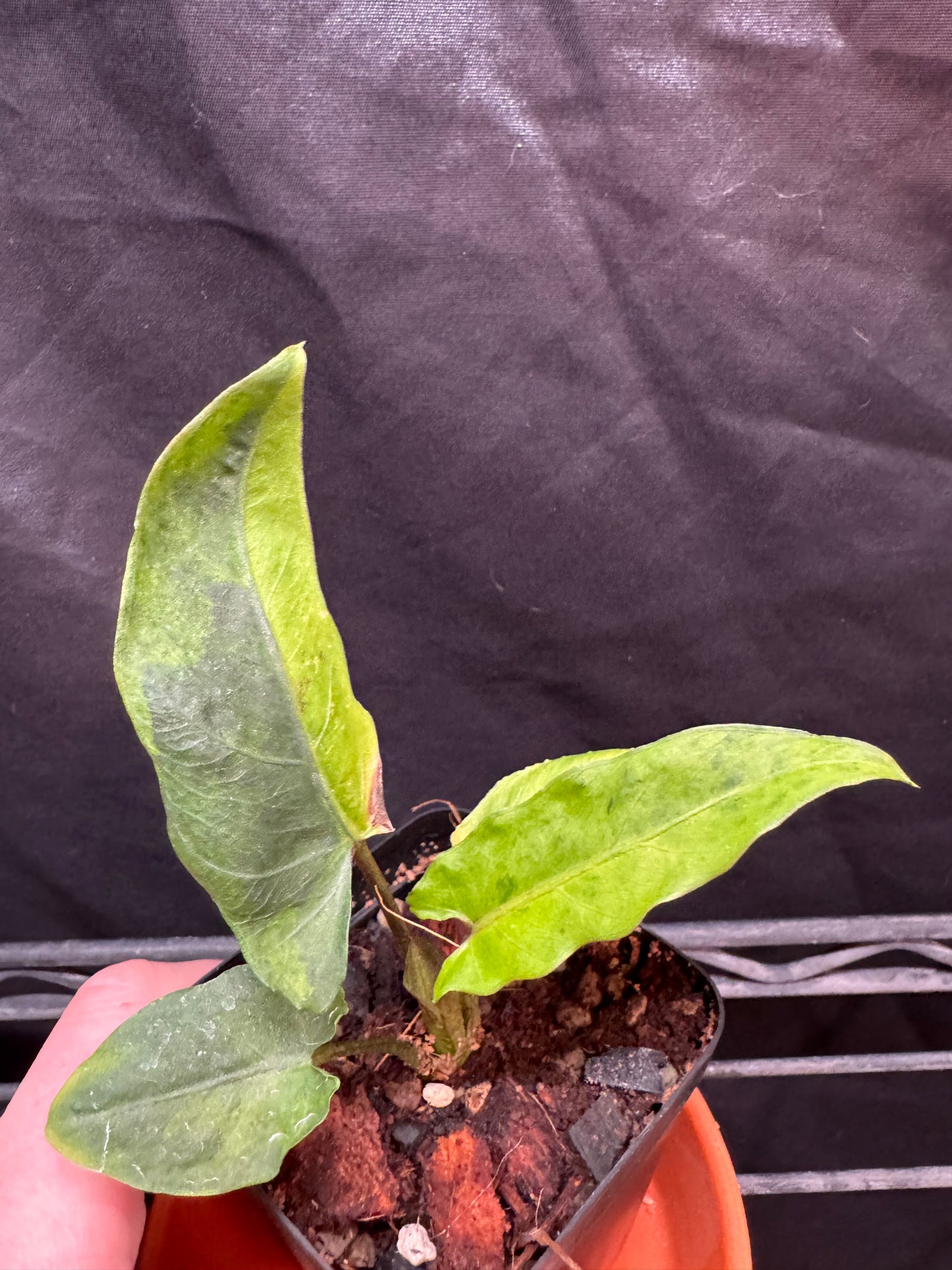 Alocasia Lauterbachiana Variegated