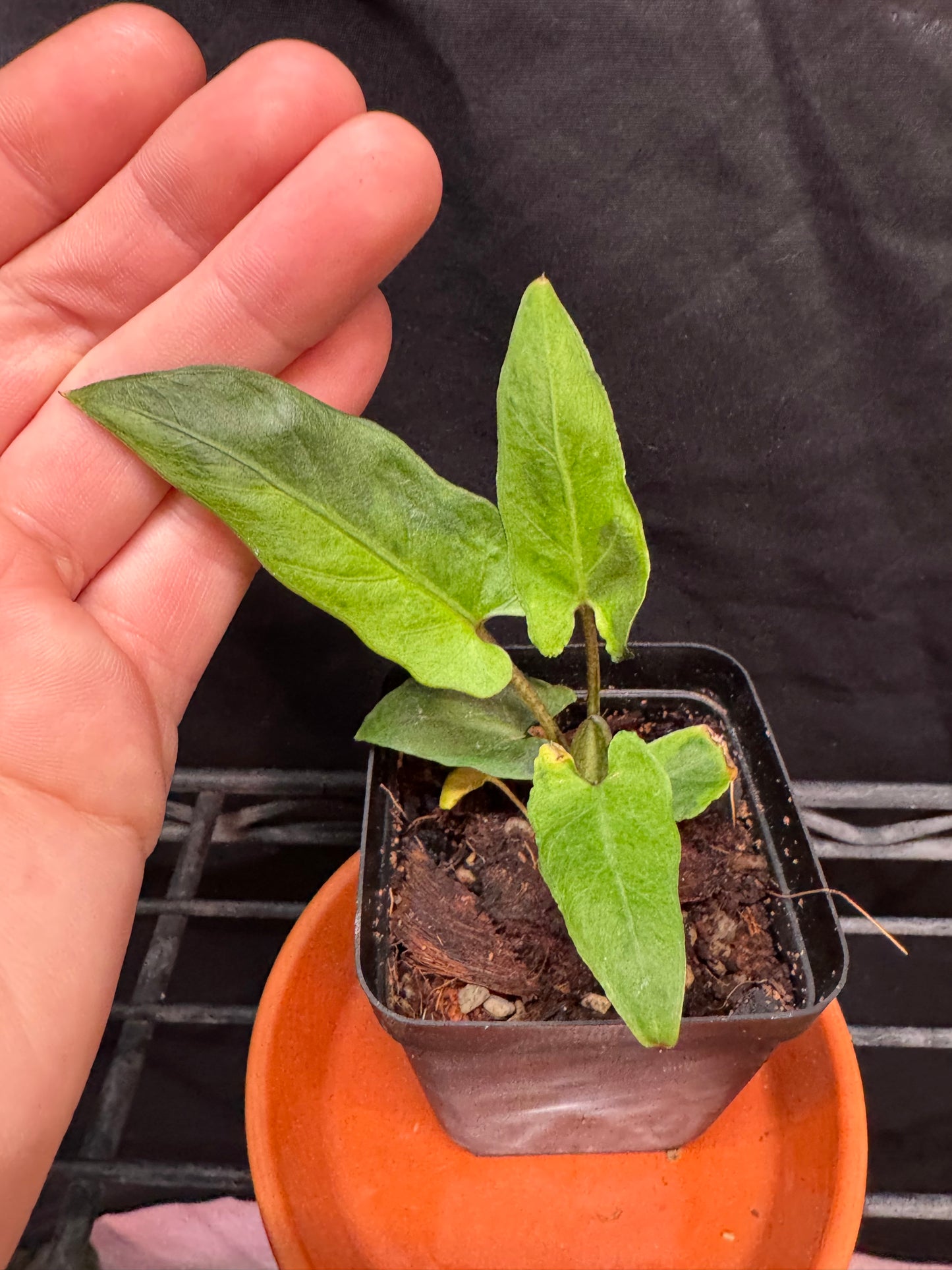 Alocasia Lauterbachiana Variegated