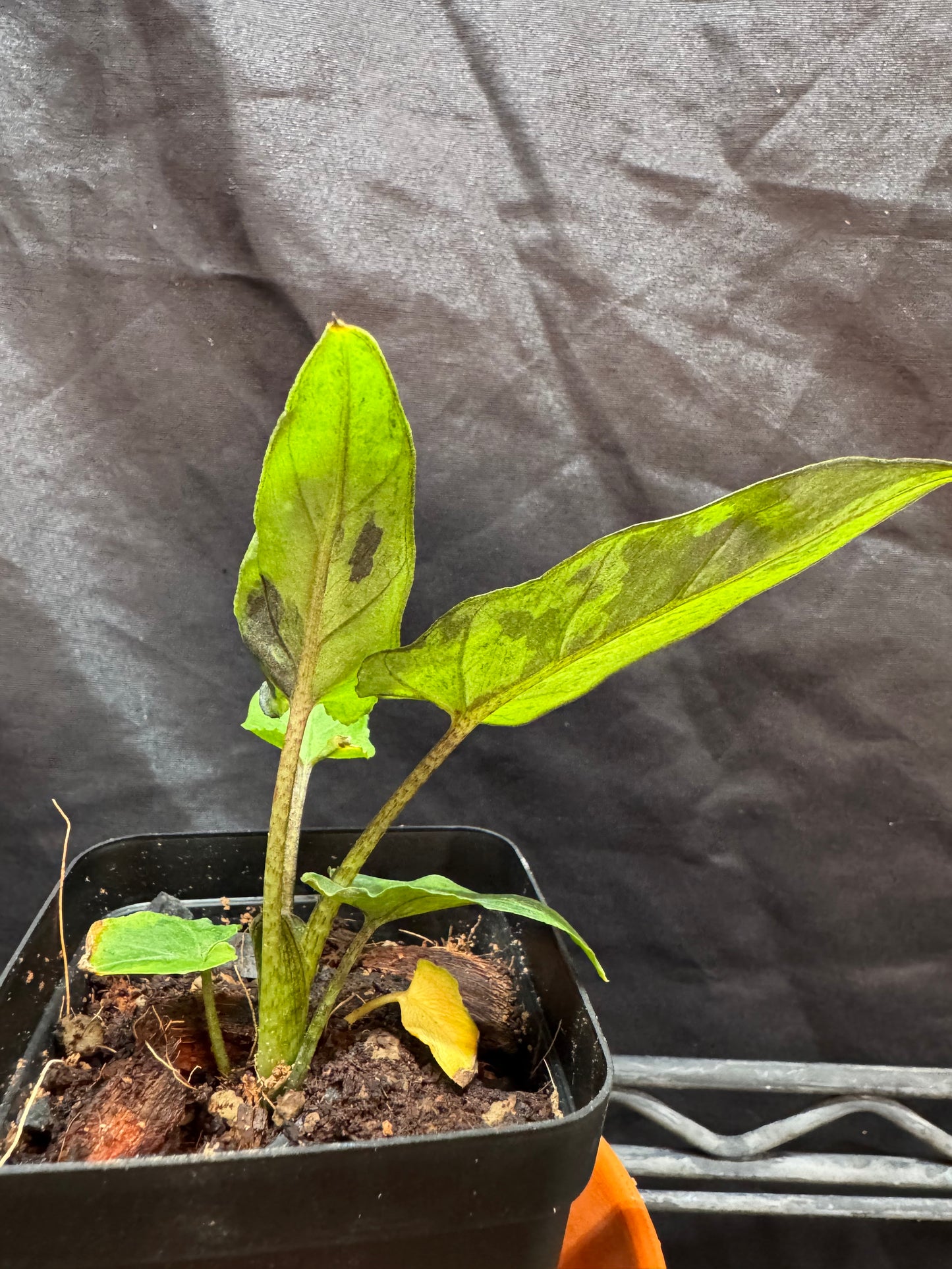 Alocasia Lauterbachiana Variegated