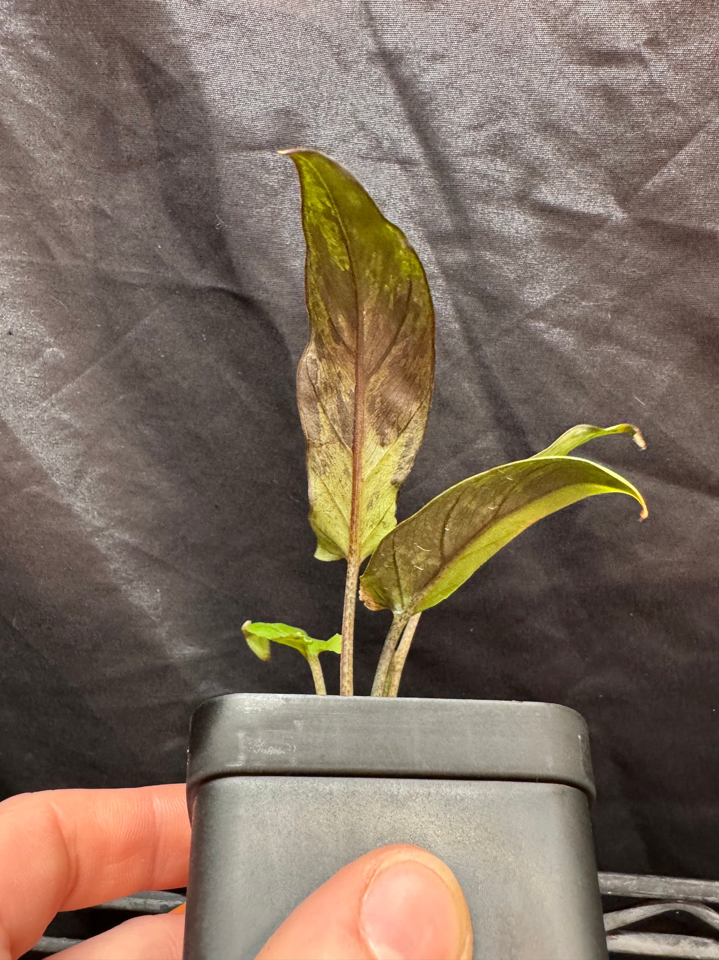 Alocasia Lauterbachiana Variegated