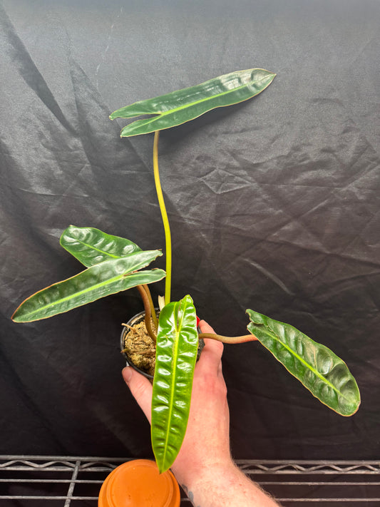 Philodendron Billietiae