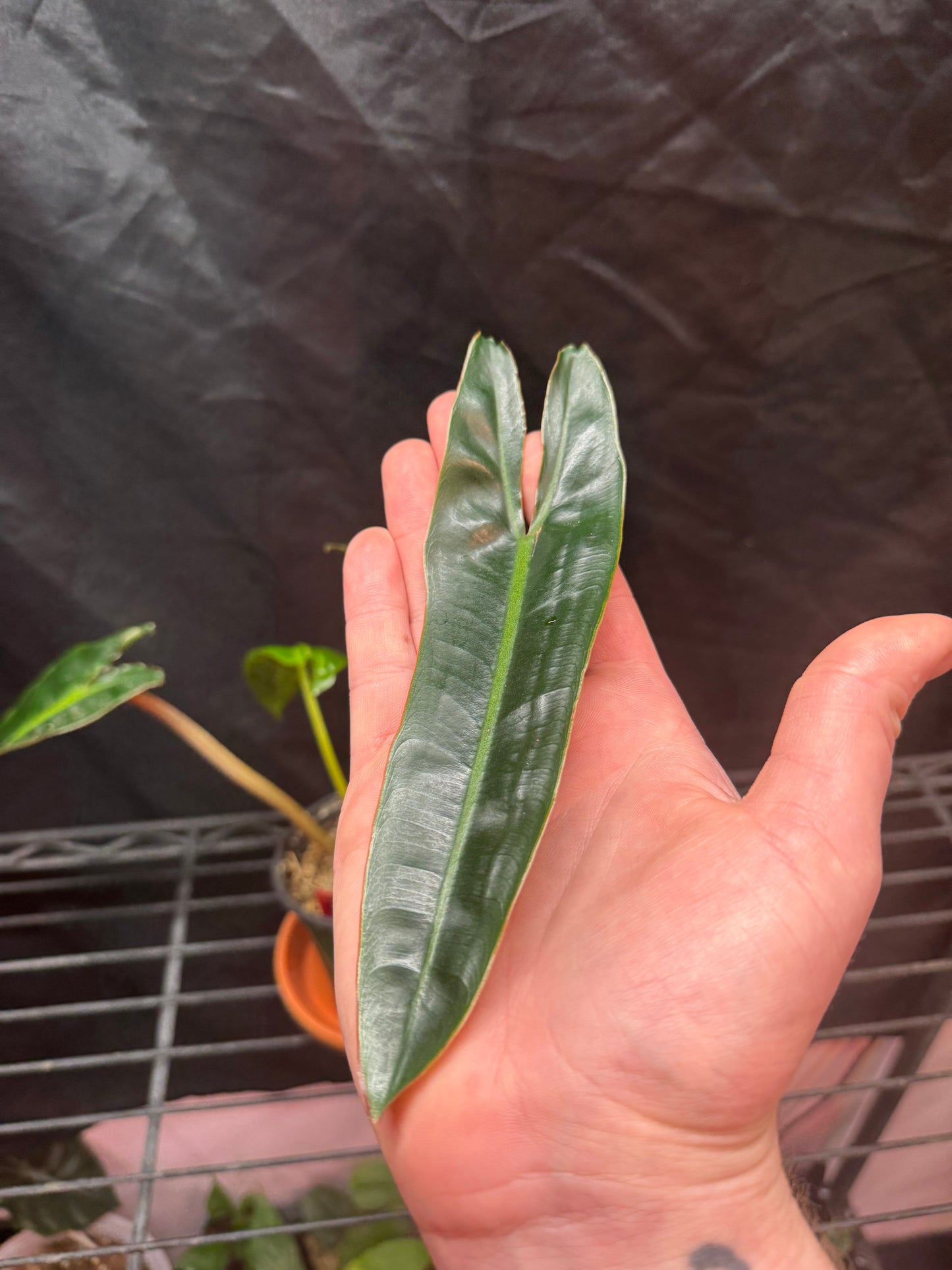 Philodendron Billietiae