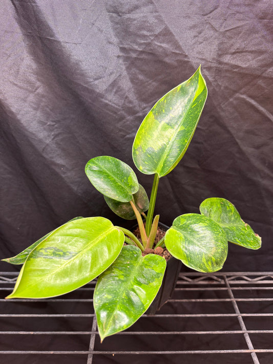 Philodendron Green Congo 'Nuclear'