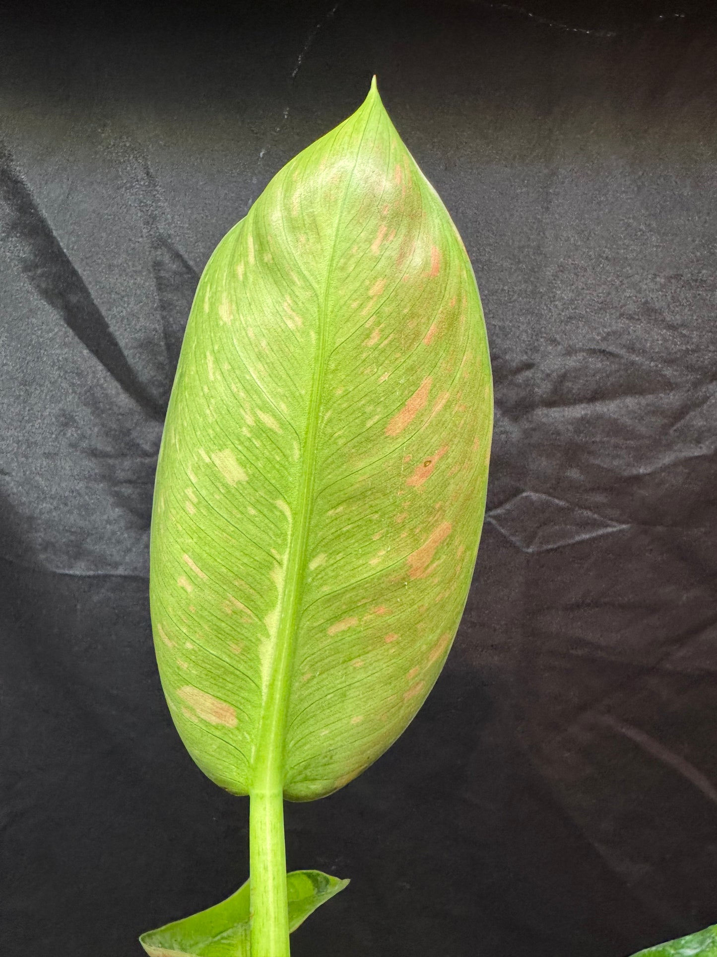 Philodendron Green Congo 'Nuclear'