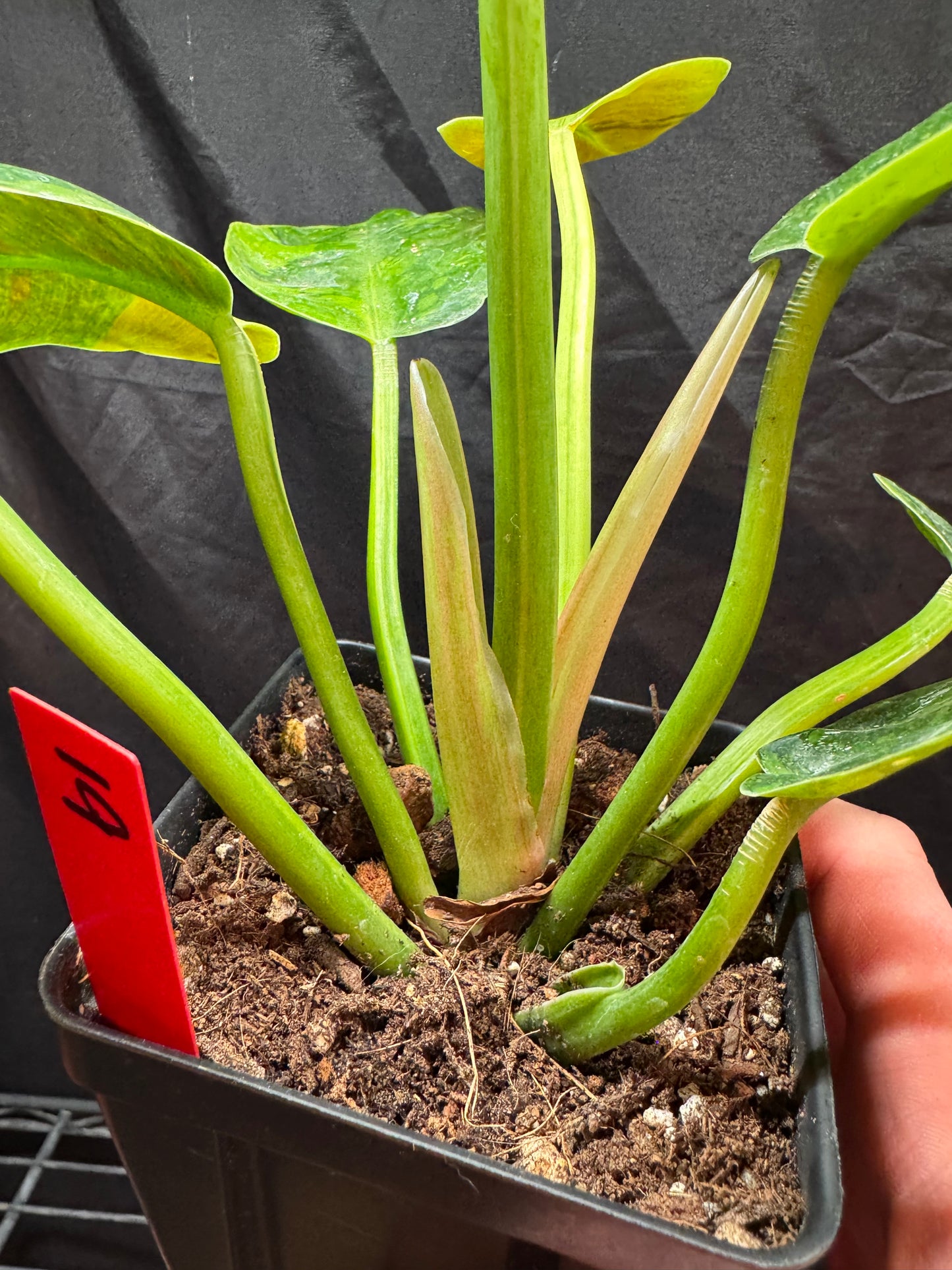 Philodendron Green Congo 'Nuclear'