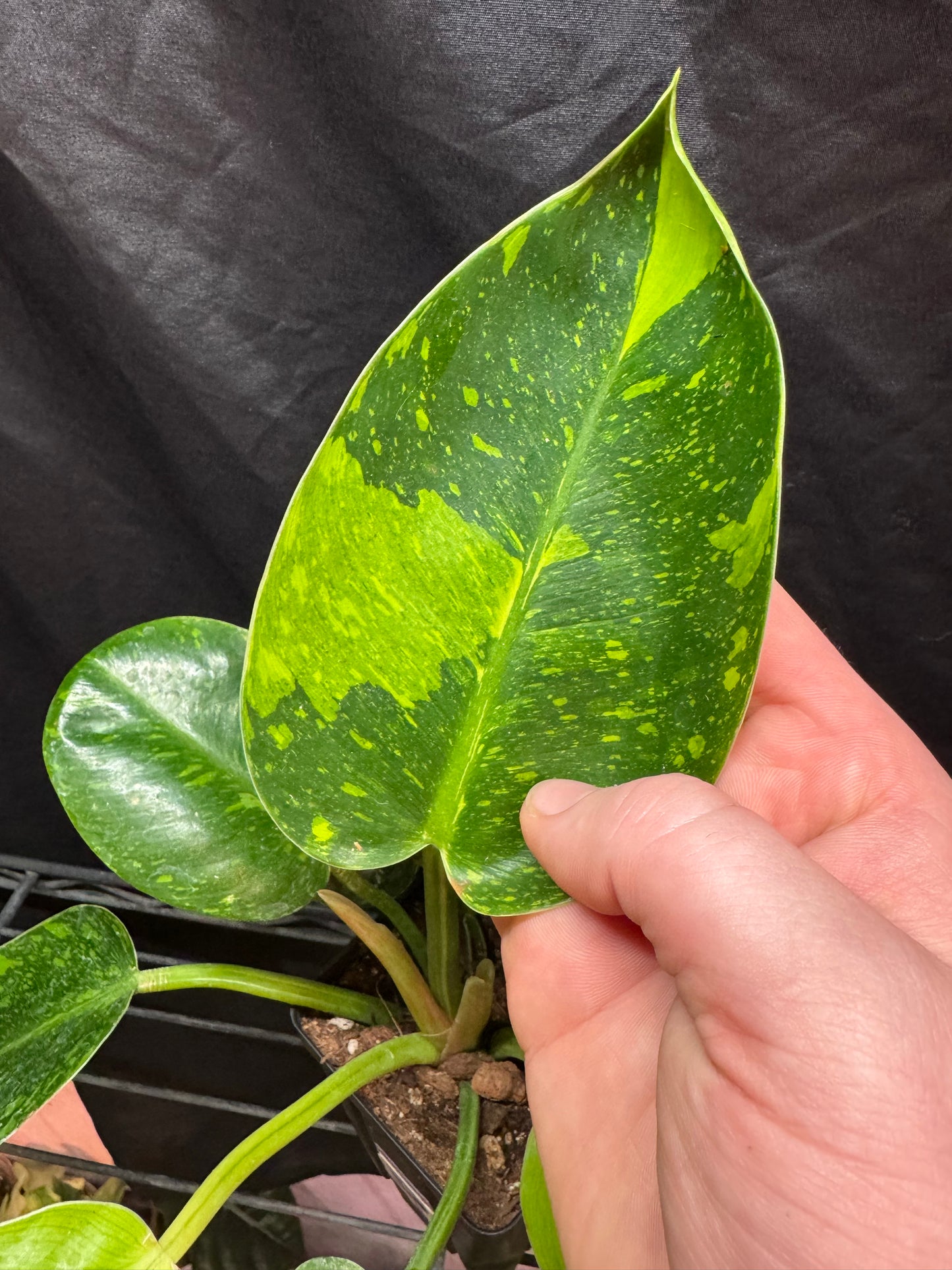 Philodendron Green Congo 'Nuclear'