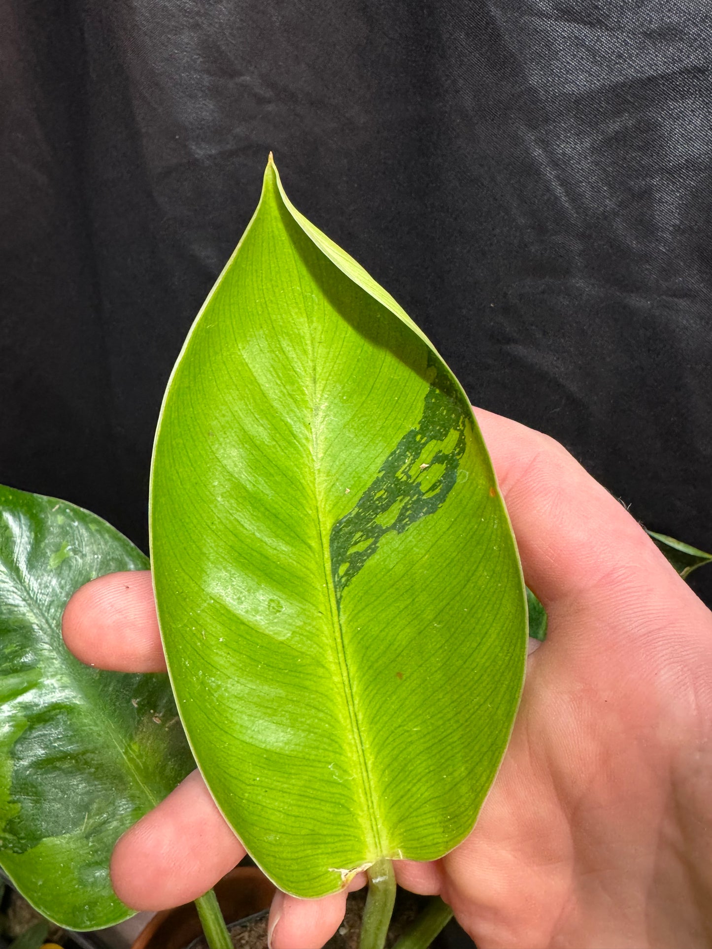 Philodendron Green Congo 'Nuclear'